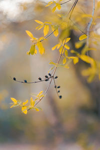 Close-up of yellow flowering plant