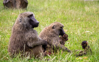 Baboons sitting in a field