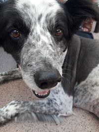 Close-up portrait of dog