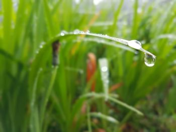 Close-up of water drops on grass