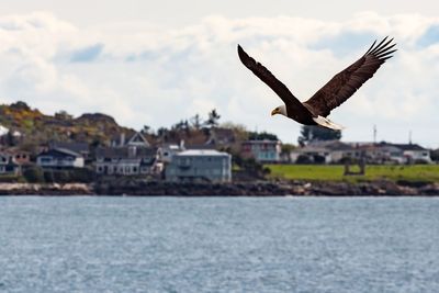 Birds flying over water against sky