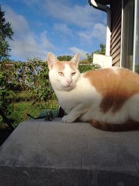 Close-up of cat sitting against sky