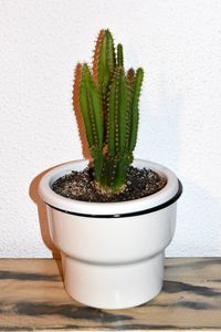 High angle view of potted plant on table