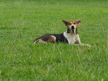 Dog running on grassy field