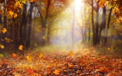 Plants growing on land during autumn