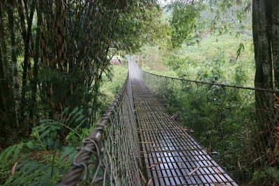Empty footbridge amidst trees in forest