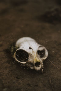 Close-up of animal skull