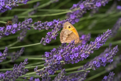 Close-up of butterfly pollinating on purple flower