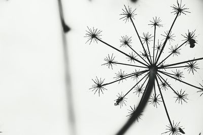 Close-up of silhouette tree against sky