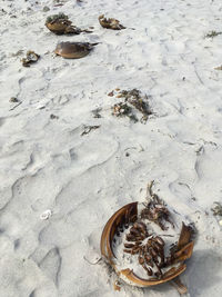 High angle view of shell on beach