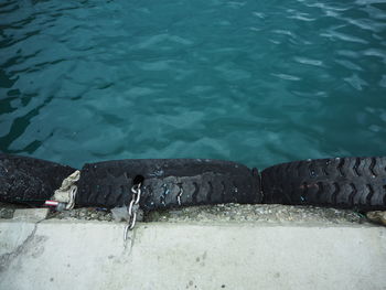 High angle view of turtle swimming in pool