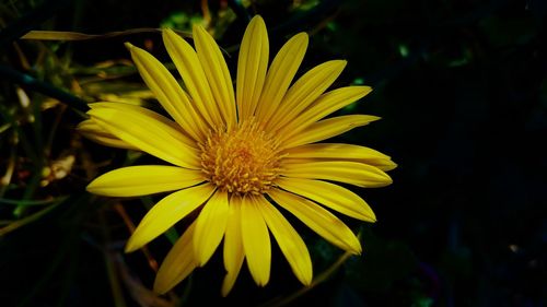 Close-up of yellow flower blooming outdoors