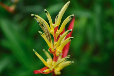 Close-up of day lily