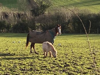 Horse standing in a field