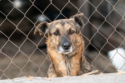 Portrait of dog in zoo