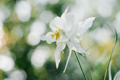 Delicate beautiful white aquilegia flower in the garden in summer