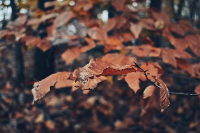 Close-up of dried autumn leaves on land