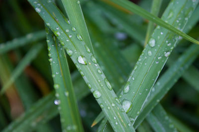 Close-up of water drops on grass