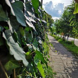 Plants growing on footpath by road against sky