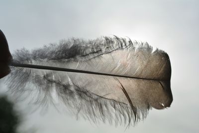 Close-up of feather against white background