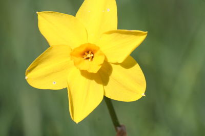 Close-up of day lily