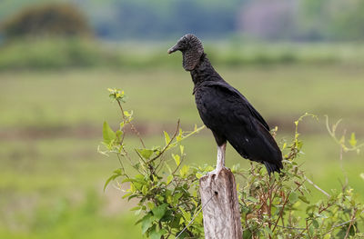 Close-up of bird perching on tree