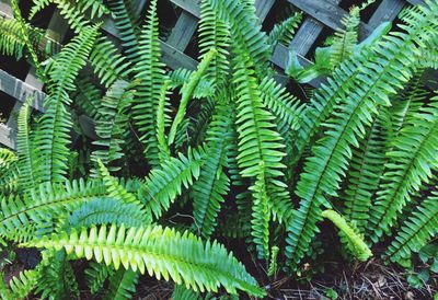 Full frame shot of fern