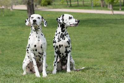 Dogs playing on field