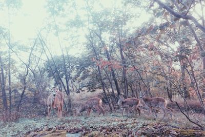 Bare trees in forest