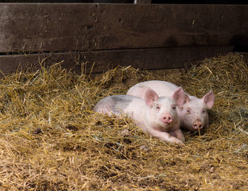 Portrait of pigs relaxing on hay in pen