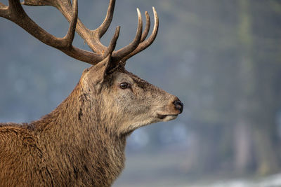 Close-up of deer