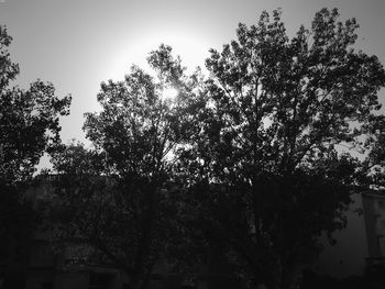 Low angle view of trees against sky