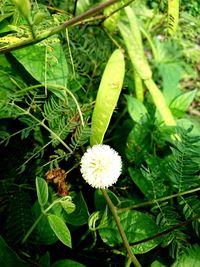 High angle view of flowering plant