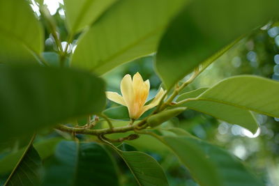 Close-up of flowering plant