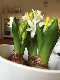 Close-up of white flowering plant on table at home