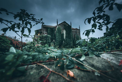 Low angle view of plants against building