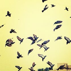 Low angle view of birds flying in sky