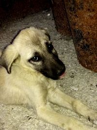 High angle view of puppy relaxing outdoors