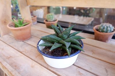 High angle view of succulent plant on table