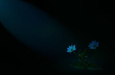 Close-up of blue flowering plant against black background