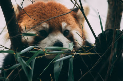 Close-up of an animal