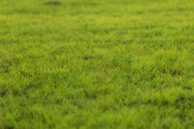 Full frame shot of grassy field