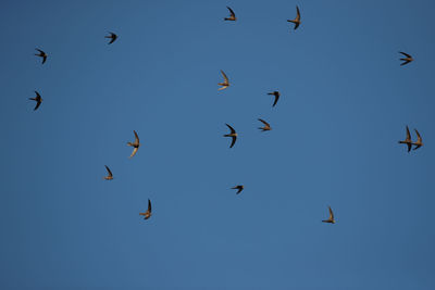 Low angle view of birds flying in sky