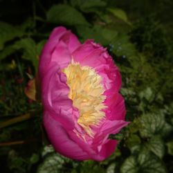 Close-up of pink flower blooming outdoors