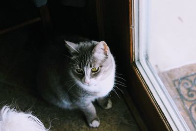 Close-up of cat sitting