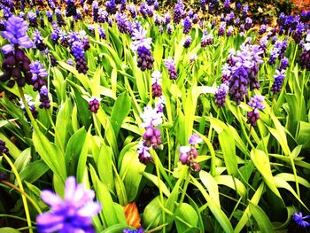 Close-up of purple flowers blooming on field