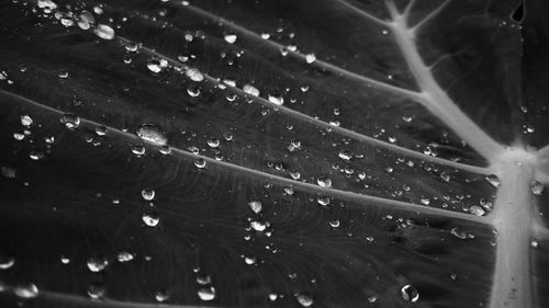 Close-up of water drops on leaf