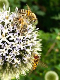 Close-up of butterfly pollinating on flower