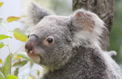 Close-up of a koala