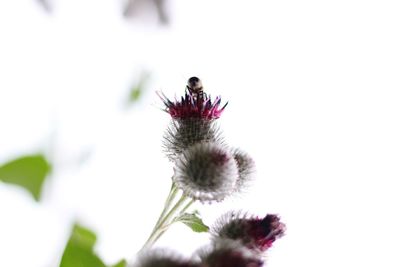 Close-up of insect on flower